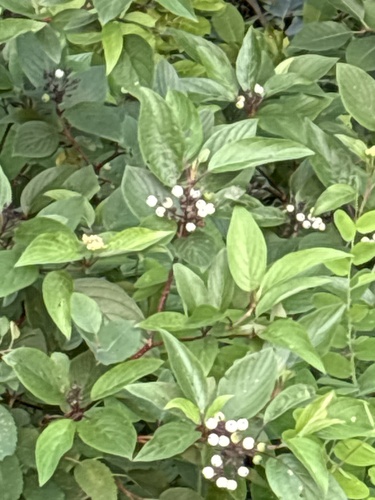 red osier dogwood