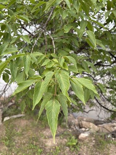 box elder
