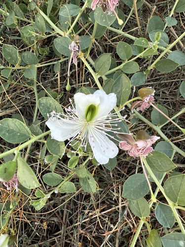 Capparis spinosa, photograph 6