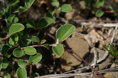Cotoneaster tauricus