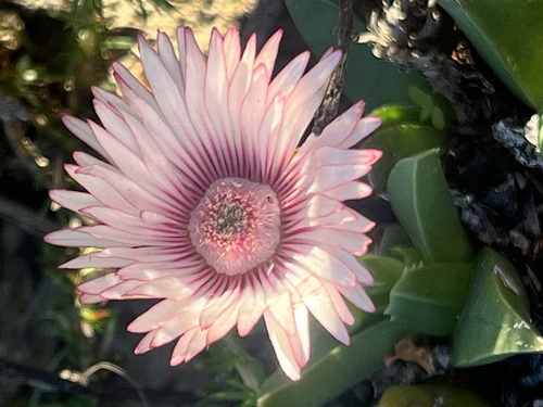 Acrodon bellidiflorus, photograph 3