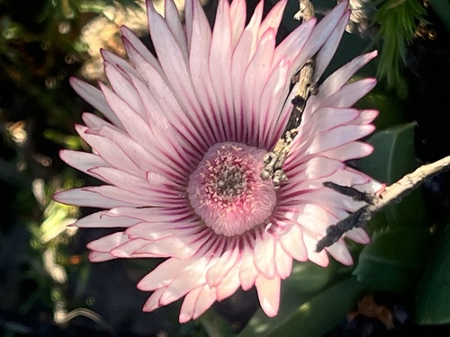 Acrodon bellidiflorus, photograph 4