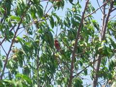 Haemorhous mexicanus