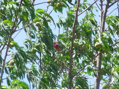 Haemorhous mexicanus