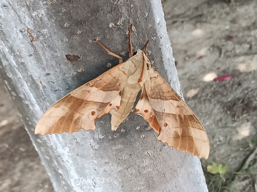 Marumba sperchius