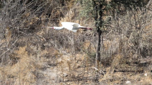 iNaturalist image