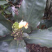 Costus varzearum - Photo 由 106611639464075912591 所上傳的 (c) 106611639464075912591，保留部份權利CC BY-NC-SA