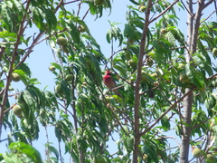 Haemorhous mexicanus