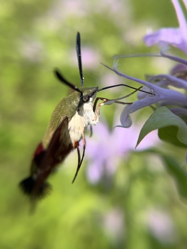Hummingbird clearwing