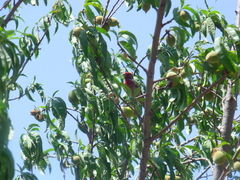 Haemorhous mexicanus