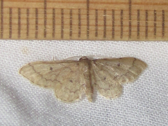 Idaea productata