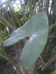 Montrichardia arborescens
