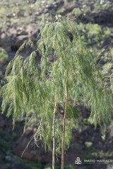 Asparagus plocamoides