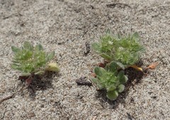 Chorizanthe howellii