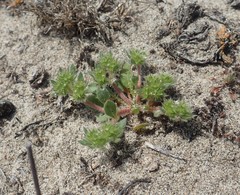 Chorizanthe howellii