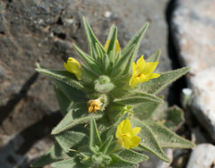 Mohavea breviflora