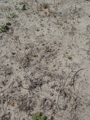 Chorizanthe howellii