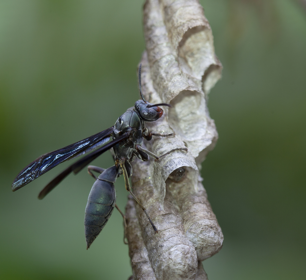 Goeldi's Paper Wasp