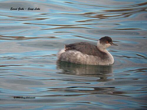iNaturalist image