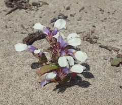 Collinsia corymbosa
