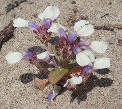 Collinsia corymbosa