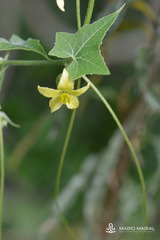 Bryonia verrucosa