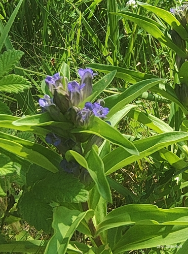 Cross Gentian