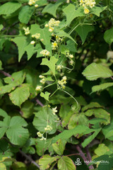 Bryonia verrucosa