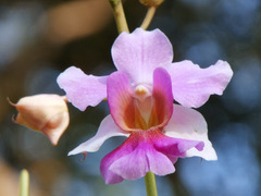 Papilionanthe