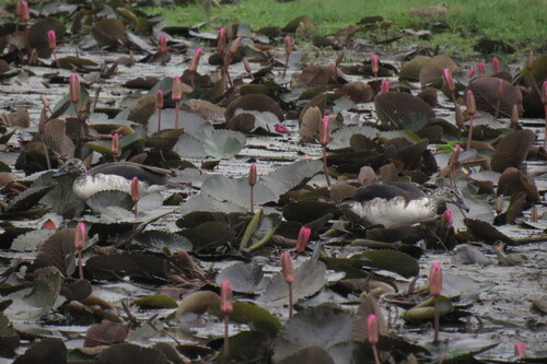 iNaturalist image