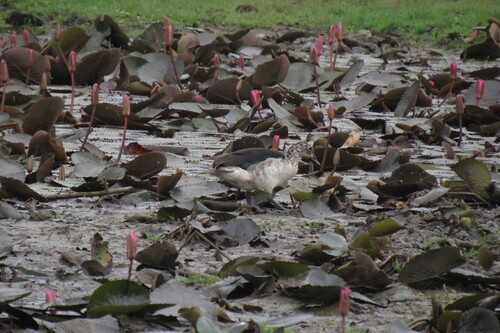 iNaturalist image