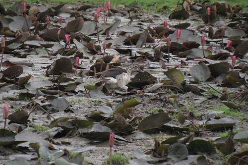 iNaturalist image