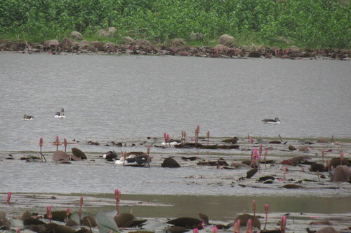 iNaturalist image