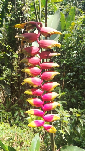 False bird of paradise (Heliconia rostrata)