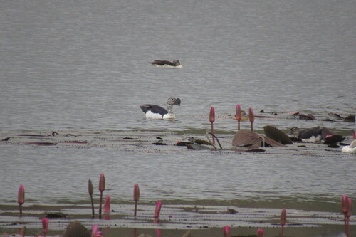 iNaturalist image