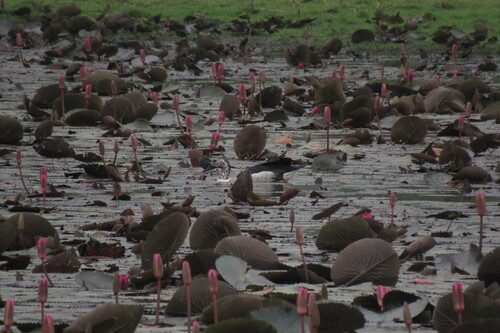 iNaturalist image