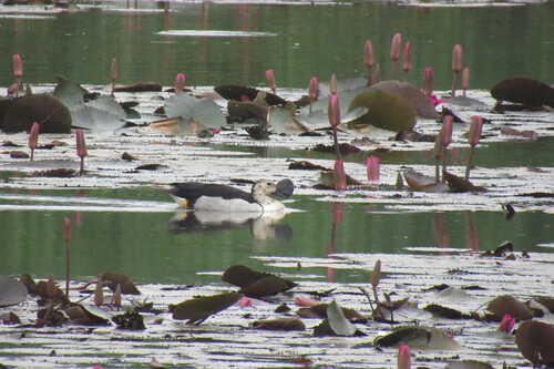 iNaturalist image