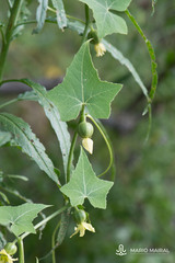 Bryonia verrucosa