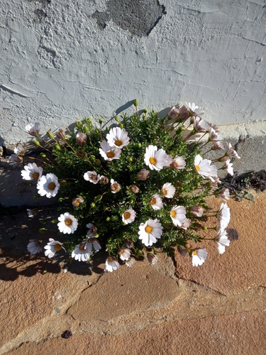 Dimorphotheca cuneata, photograph 1