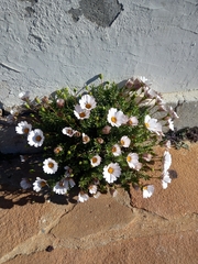 Dimorphotheca cuneata