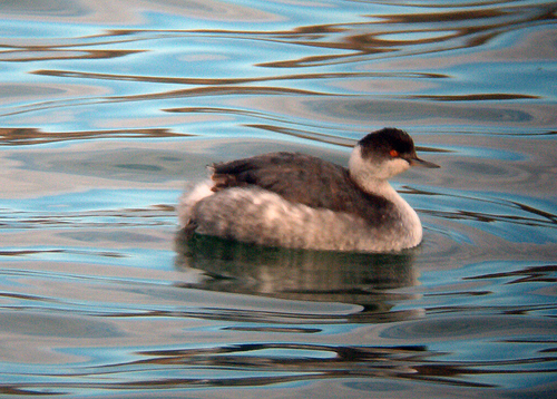 iNaturalist image
