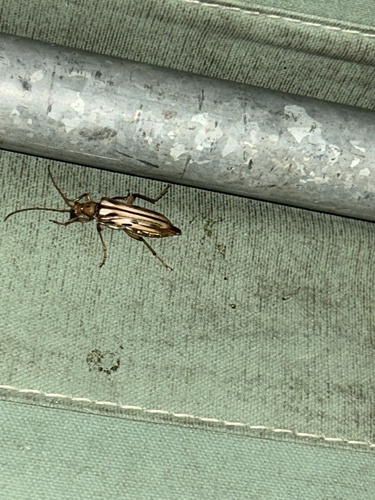 iNaturalist observation photo of Ortholeptura valida