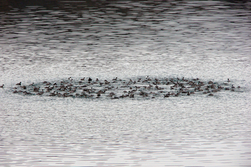 iNaturalist image