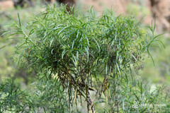 Heliotropium messerschmidioides