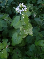 Alliaria petiolata
