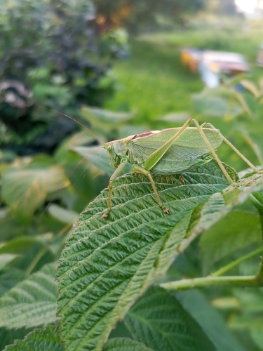 Upland Green Bush-cricket