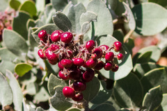 Arctostaphylos otayensis