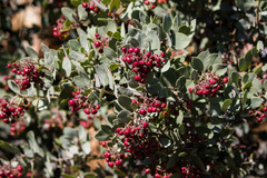 Arctostaphylos otayensis