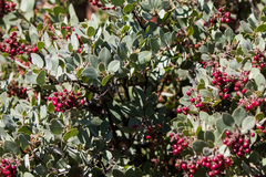 Arctostaphylos otayensis