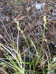 Carex scoparia